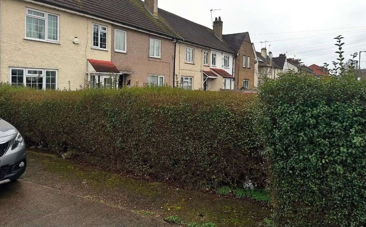 Freshly cut domestic garden lawn