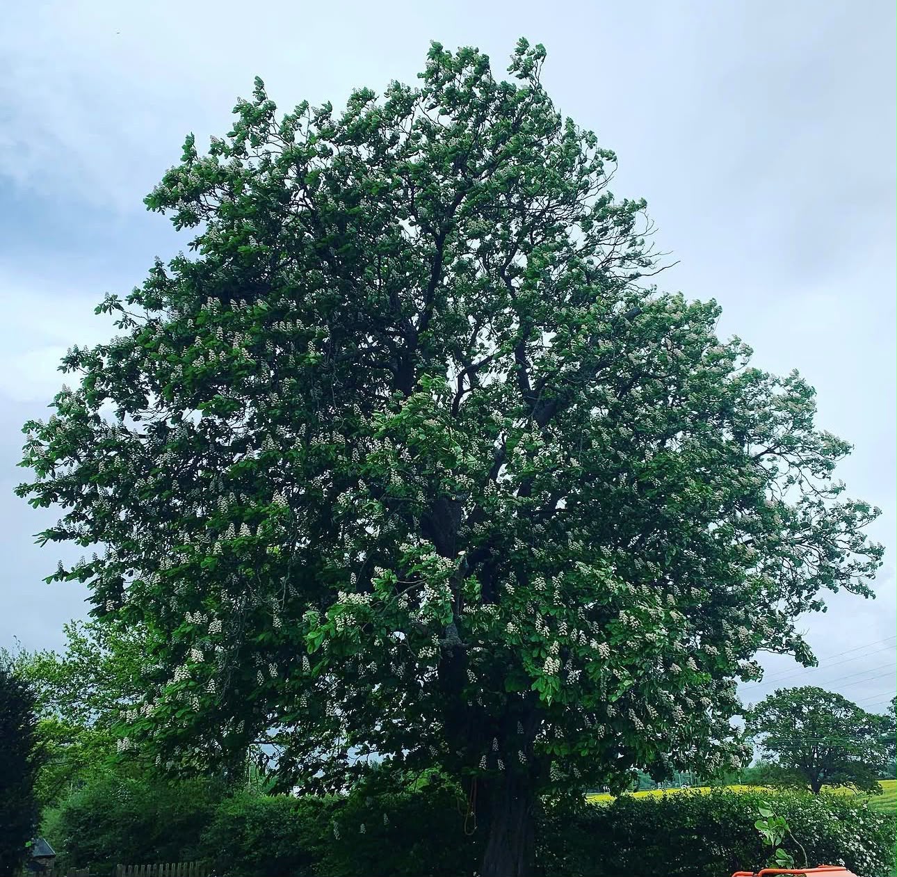 Tree surgery