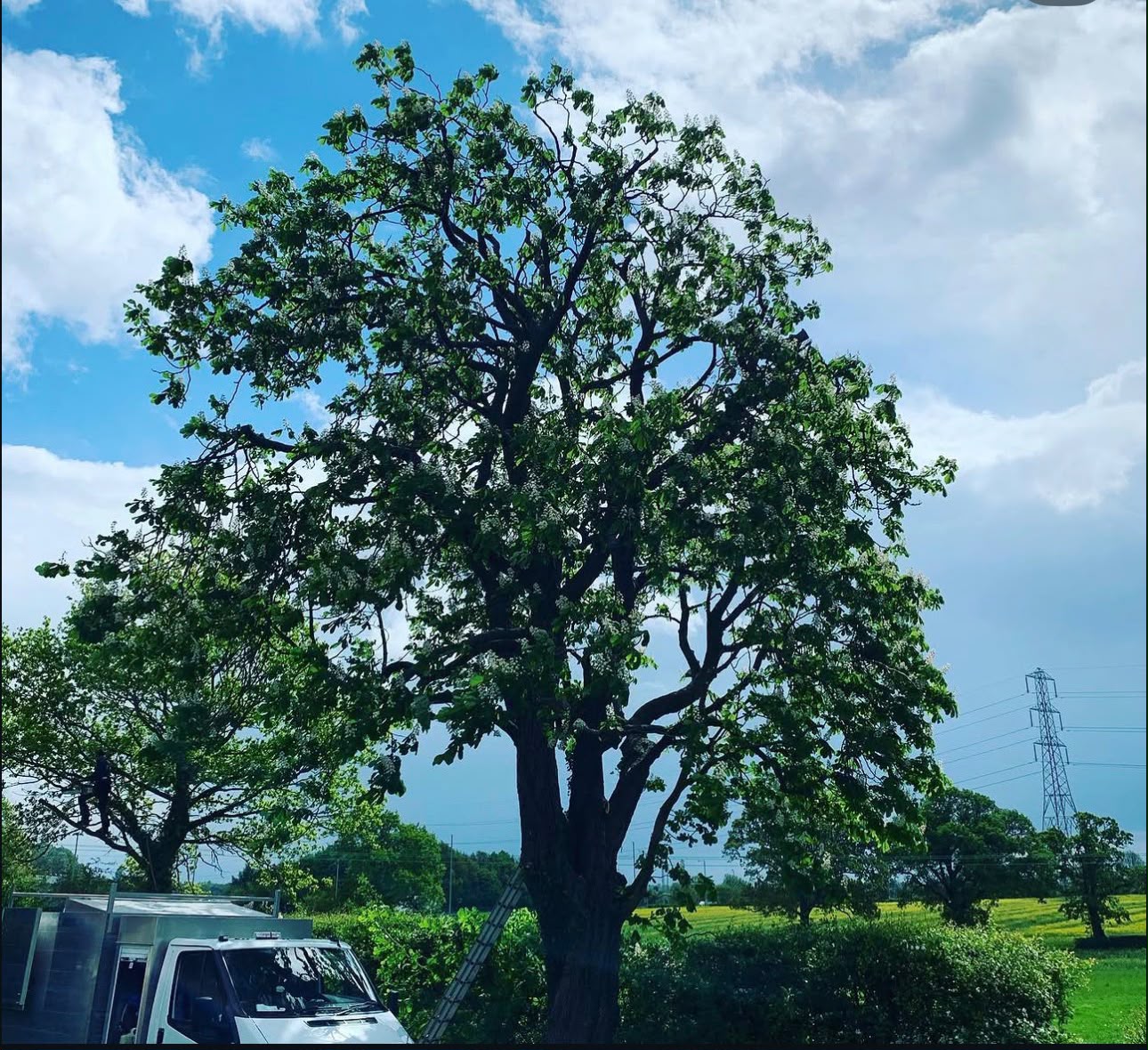 Tree surgery