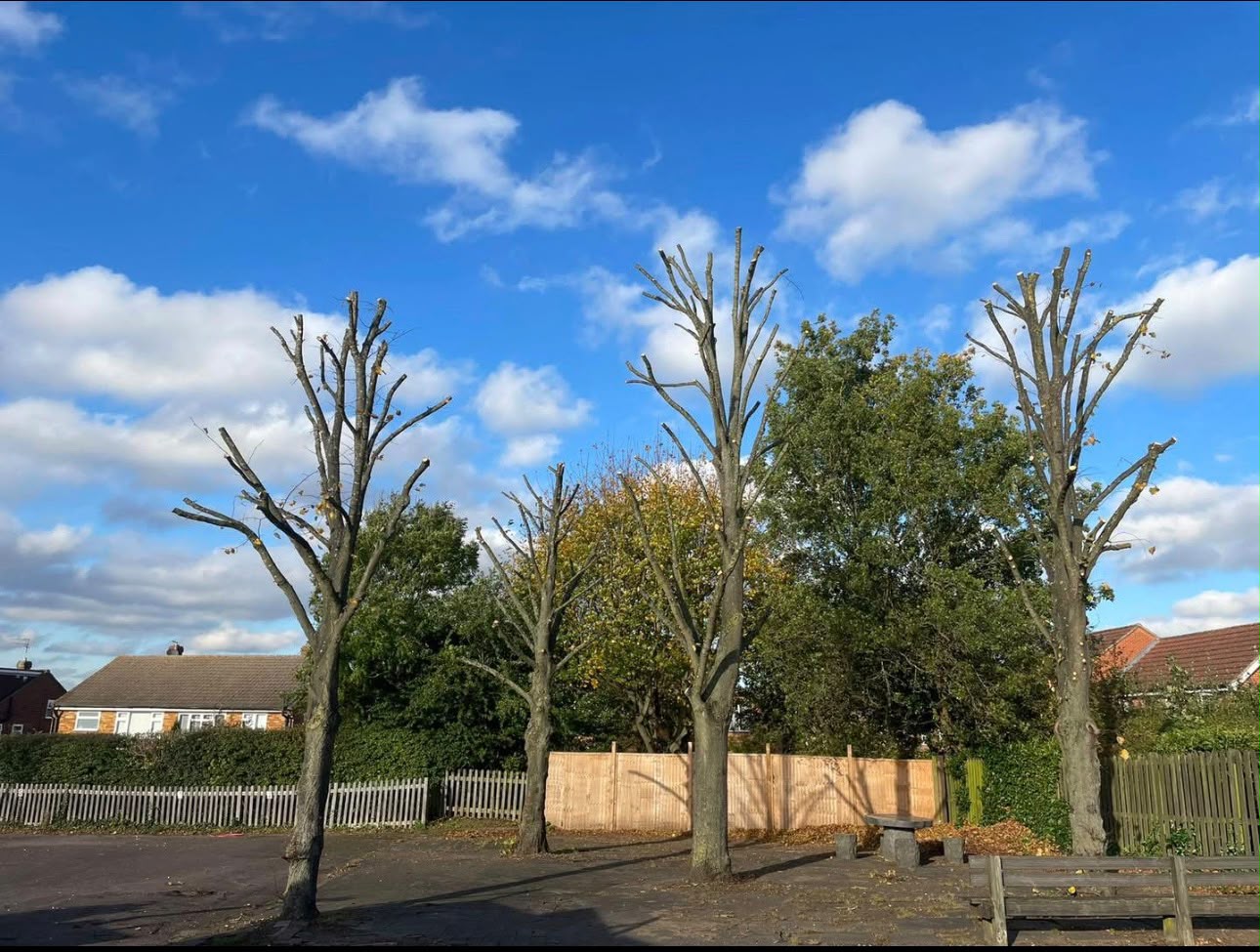 Completed crown reduction tree work